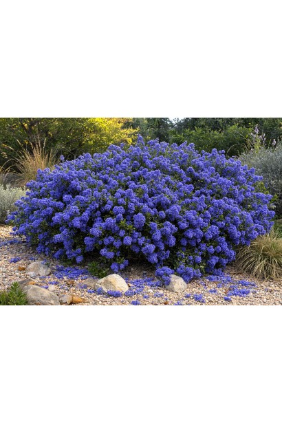 Ceanothus thyrsiflorus Concha